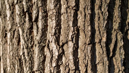 Obraz premium Closeup View Of Tree Bark Texture