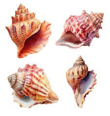 Clipart seashells isolated set