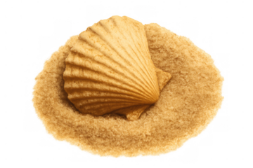 Delicate scallop shell resting on smooth sandy surface, white backdrop highlighting nautical minimalist aesthetic