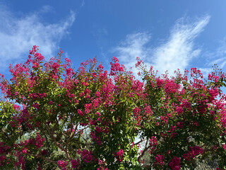 Obraz premium Lagerstroemia indica crape myrtle or crepe myrtle pink flowers showy, ruffled and clustered in panicles.