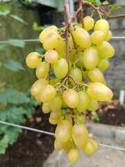 bunch of grapes