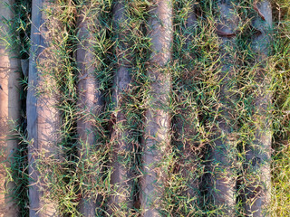 grass growing in the gap between bamboo stems.