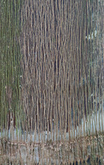 Beautiful close-up of the bark of syagrus romanzoffiana