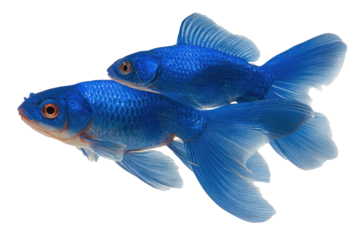 Two vibrant blue fish, fins outstretched, appear to be close together, against a black background