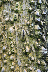 Beautiful close-up of the bark of bombax buonopozense subsp. reflexum