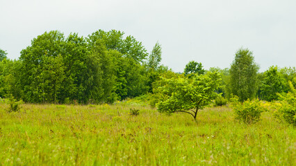 Fototapeta premium green summer meadow and flowers against the background of gray sky and trees