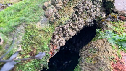 Barnacle-clad stone whispers tales of coastal lore, vibrant algae tapestry, perfect for maritime...
