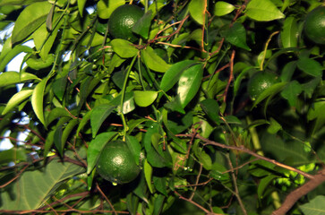 Beautiful orange(green orange) hanging from the tree in the lush green garden