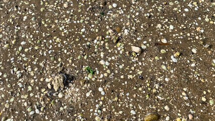Coastal kaleidoscope of seashells and sand, invoking Earth Day musings and the whimsical chaos of...