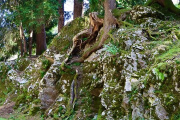 Moss-covered rocky cliff with tree roots clinging to the stone, surrounded by dense evergreen forest. The rugged surface and greenery create a wild, untouched natural scene.