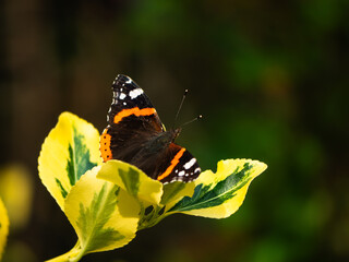 Red Admiral butterfly on Japanese spindle yellow leaves