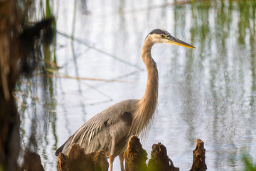 great blue heron circle b bar reserve water cypress stumps