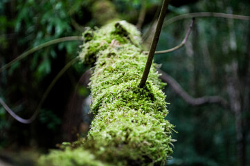 green moss on tree