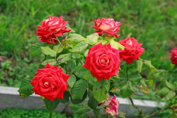 Two Red Roses with Green Leaves.