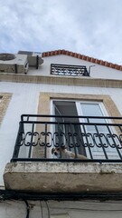 Curious dog peering from rustic balcony, echoing Mediterranean siesta vibes, canine contemplation...