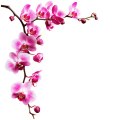 Fototapeta premium Pink orchid blossoms in a corner arrangement