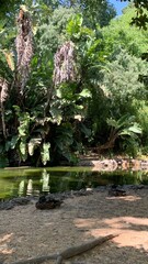 Lush emerald rainforest reflected in tranquil stream, hidden oasis vibes, perfect for World...