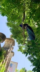 Peacock perched in verdant arboreal embrace beside Gothic spire, celebrating Avian Awareness Day...
