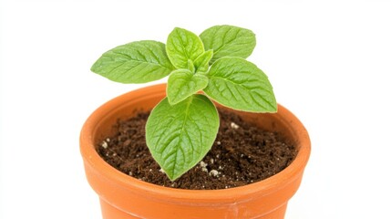 A vibrant green plant with broad leaves growing in a terracotta pot filled with dark soil.