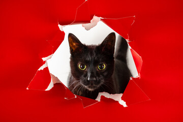 Adorable black pussy cat looking directly at camera wide eyes and attentive.