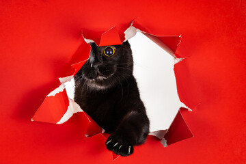 Photo of active playful black pussy cat reaching claws out of ripped hole in a red background 