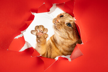 Photo of energetic playful orange tabby cat pawing at open hole in red background claw reached out
