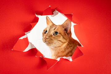 Photo of adorable shy wary ginger tabby tomcat looking up 