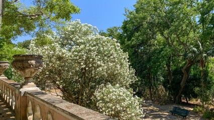 Sun-dappled terrace whispers Mediterranean spring tales, oleander blooms vibrant over...