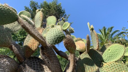 Prickly pear cacti stretch skyward in sun-dappled dance, evoking Mescalero Apache Rain Dance and...