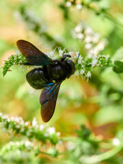 A violet carpenter bee on a flower. Genus Xylocopa 