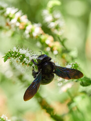 A violet carpenter bee on a flower. Genus Xylocopa 