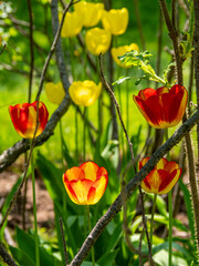 Obraz premium Tulip field in spring from Newfoundland, Canada