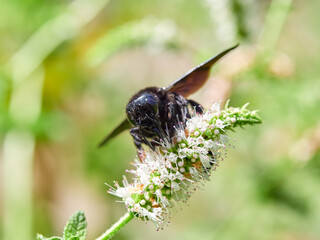 A violet carpenter bee on a flower. Genus Xylocopa 