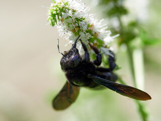 A violet carpenter bee on a flower. Genus Xylocopa 