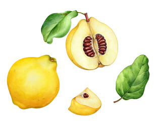 Watercolor realistic hand drawn illustrations of yellow quince fruits with slices and green leaves