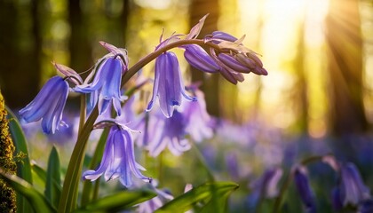 bluebell flower closeup with vibrant purple petals woodland spring nature scene sunlight filtering through trees blooming