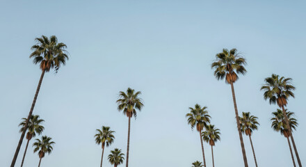 Palm trees rise against a clear blue sky evoking a sense of summer vacation and tropical tranquility