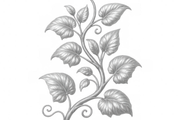 Silver vine climbing vertically against clean white backdrop, botanical graphic element