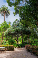 Fototapeta premium Lush tropical greenery in the Botanical Garden of Puerto de la Cruz, Tenerife, featuring exotic trees, palm species, and a peaceful walking path in a serene natural setting.