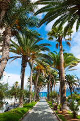 Palm-lined promenade leading to the ocean in Puerto de la Cruz, Tenerife, Canary Islands