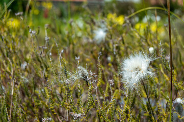 Botanical macro and nature detail: White fluffy dandelion seed head among wild green flora in Jardin des Plantes at Nantes, France. © Sara