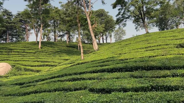 Palampur Tea Estates, Himachal Pradesh &ndash; Scenic Tea Gardens, Organic Tea Tourism, and Himalayan Plantation Experience in India&rsquo;s Serene Mountain Valleys