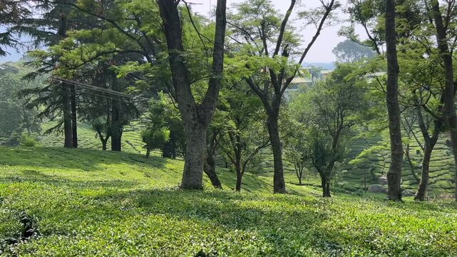 Palampur Tea Estates, Himachal Pradesh &ndash; Scenic Tea Gardens, Organic Tea Tourism, and Himalayan Plantation Experience in India&rsquo;s Serene Mountain Valleys