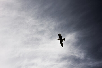 bird in flight