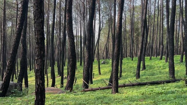 Palampur Tea Estates, Himachal Pradesh &ndash; Scenic Tea Gardens, Organic Tea Tourism, and Himalayan Plantation Experience in India&rsquo;s Serene Mountain Valleys