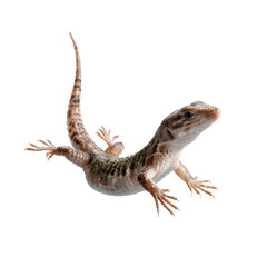 Naklejka premium Female in Floating Lizard isoleted on transparent background .