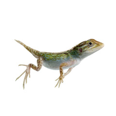 Obraz premium Female in Floating Lizard isoleted on transparent background .