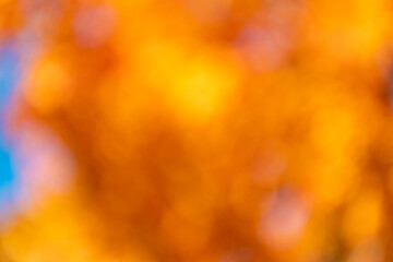 Orange autumn background with nobody. Defocused blur fall color. Autumnal season. Blurred autumn...