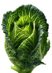 Fototapeta premium Close-up of a vibrant green cabbage head