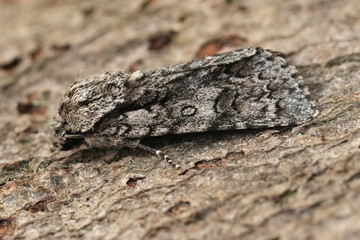 Closeup on a European scarce dagger owlet moth , Acronicta auricoma sitting on wood